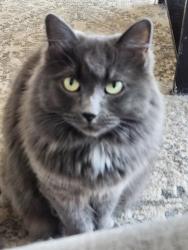 Lost Female Cat last seen Navarre and Coy intersection, Oregon, OH 43616