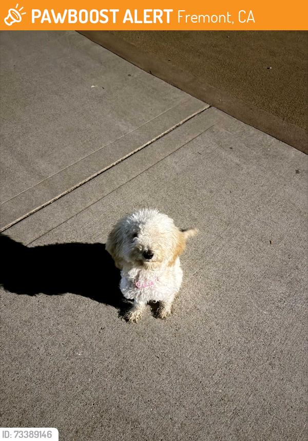 Found/Stray Female Dog last seen Warm Springs Community Park, Fremont, CA 94539