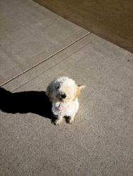 Found/Stray Female Dog last seen Warm Springs Community Park, Fremont, CA 94539