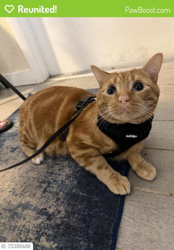 Reunited Male Cat last seen Lucerne Ave & N Palmway, Lake Worth Beach, FL 33460