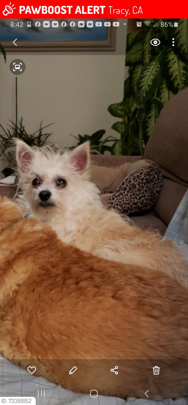 Lost Female Dog last seen Sycamore Valley Rd, Tracy, CA 95377