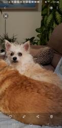Lost Female Dog last seen Sycamore Valley Rd, Tracy, CA 95377