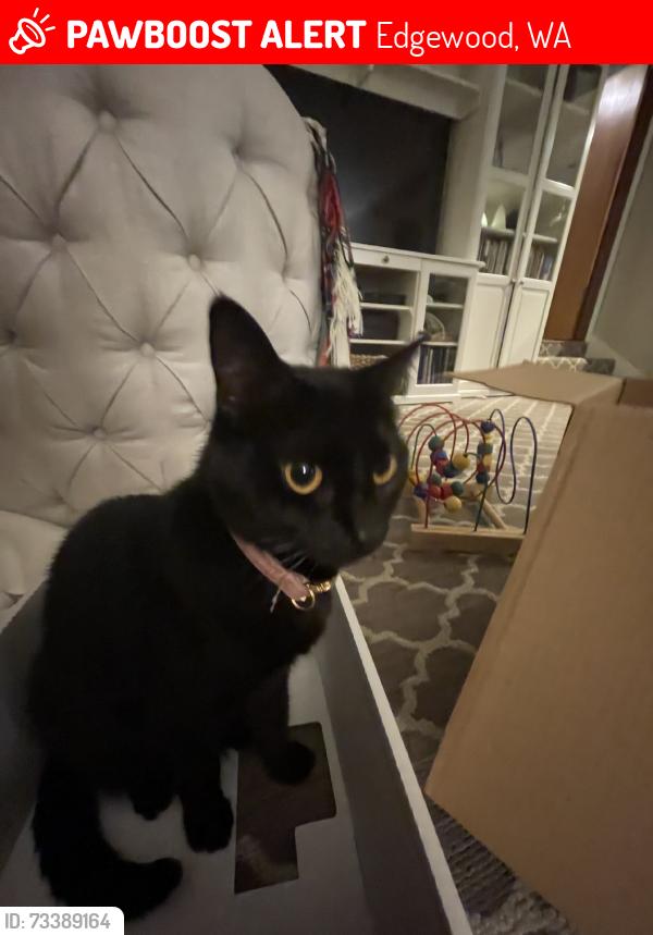 Lost Female Cat last seen 108th St, Edgewood, WA 98372