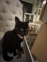 Lost Female Cat last seen 108th St, Edgewood, WA 98372