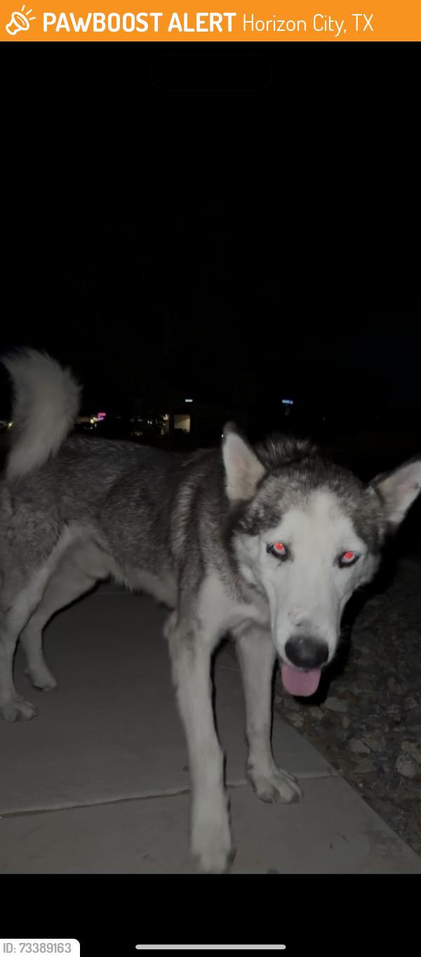 Found/Stray Male Dog last seen paseo del este, kinda near circles k and albertsons, Horizon City, TX 79928
