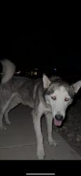 Found/Stray Male Dog last seen paseo del este, kinda near circles k and albertsons, Horizon City, TX 79928