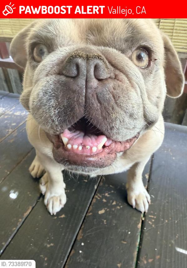 Lost Male Dog last seen Sonoma shop and tennesse st, Vallejo, CA 94590