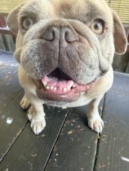 Lost Male Dog last seen Sonoma shop and tennesse st, Vallejo, CA 94590