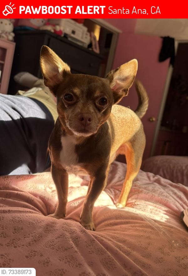 Lost Male Dog last seen Beverly Pl & S Hickory St, Santa Ana, CA, Santa Ana, CA 92701