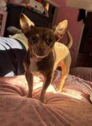 Lost Male Dog last seen Beverly Pl & S Hickory St, Santa Ana, CA, Santa Ana, CA 92701