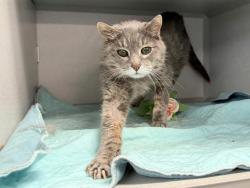 Shelter Stray Female Cat last seen Near Park Avenue, BRONX, NY, 10451, 326 E 110th St, New York, NY 10029, USA