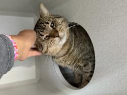 Shelter Stray Male Cat last seen Near Saint Nicholas Terrace, NEW YORK, NY, 10027, 326 E 110th St, New York, NY 10029, USA