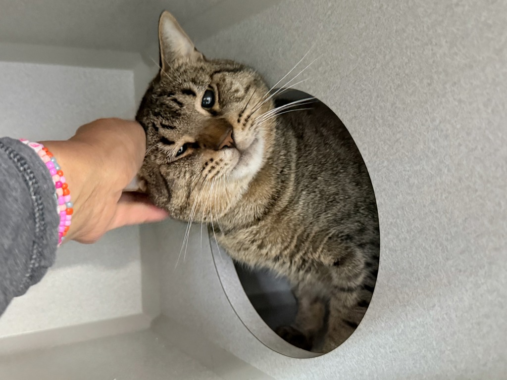 Shelter Stray Male Cat last seen Near Saint Nicholas Terrace, NEW YORK, NY, 10027, 326 E 110th St, New York, NY 10029, USA