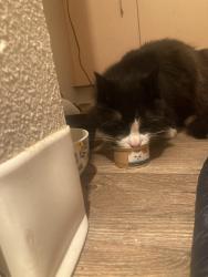 Found/Stray Male Cat last seen Palladia apmts, Hillsboro, OR 97124
