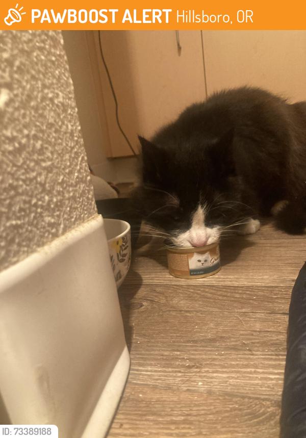 Found/Stray Male Cat last seen Palladia apmts, Hillsboro, OR 97124