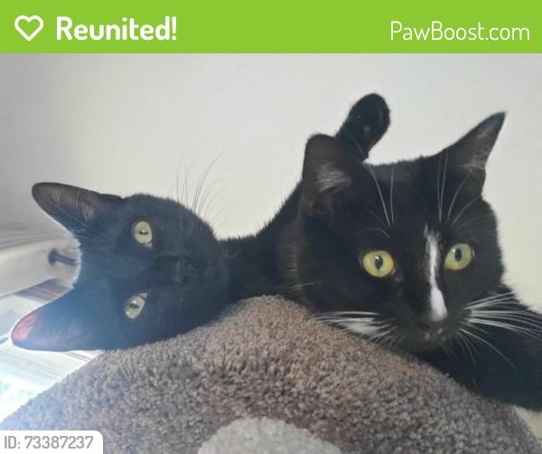Reunited Female Cat last seen Briarwood, Keeney St, Strawberry ln, Manchester, CT 06040