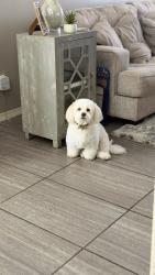 Lost Male Dog last seen John Risinger and reach Beem, El Paso, TX 79938