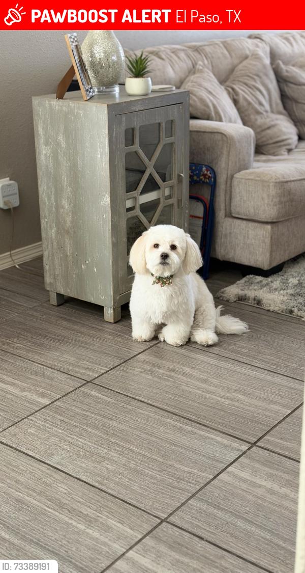 Lost Male Dog last seen John Risinger and reach Beem, El Paso, TX 79938