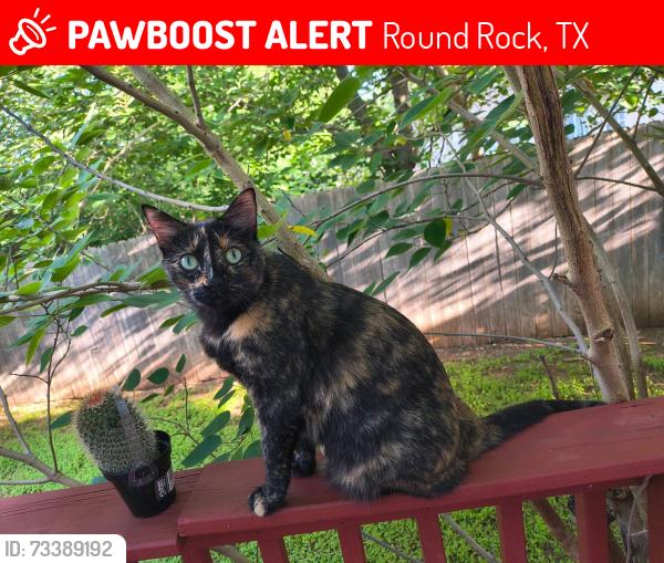 Lost Female Cat last seen Bowman and willowbend, Round Rock, TX 78664