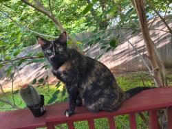 Lost Female Cat last seen Bowman and willowbend, Round Rock, TX 78664