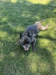 Reunited Male Dog last seen Massachusetts Avenue, Lemon Grove, CA 91945