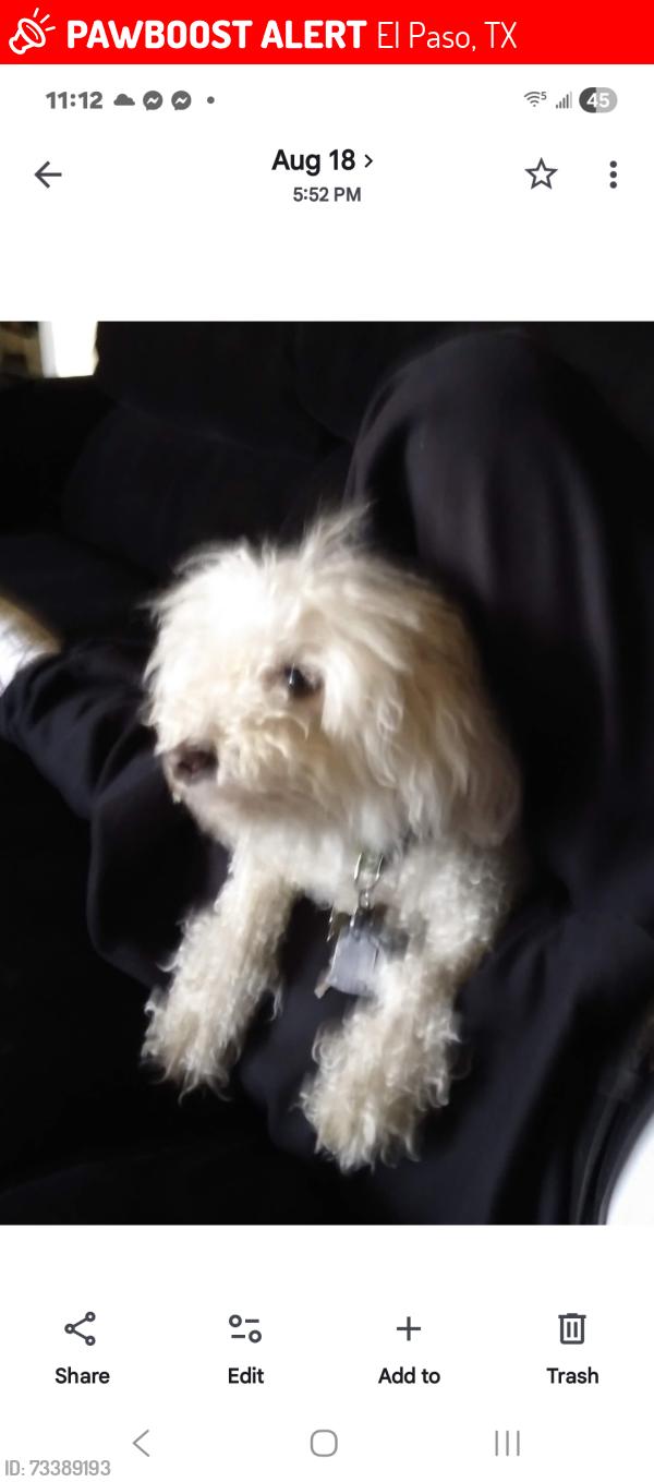 Lost Female Dog last seen Northeast Diana street, El Paso, TX 79904