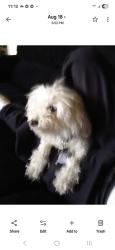 Lost Female Dog last seen Northeast Diana street, El Paso, TX 79904