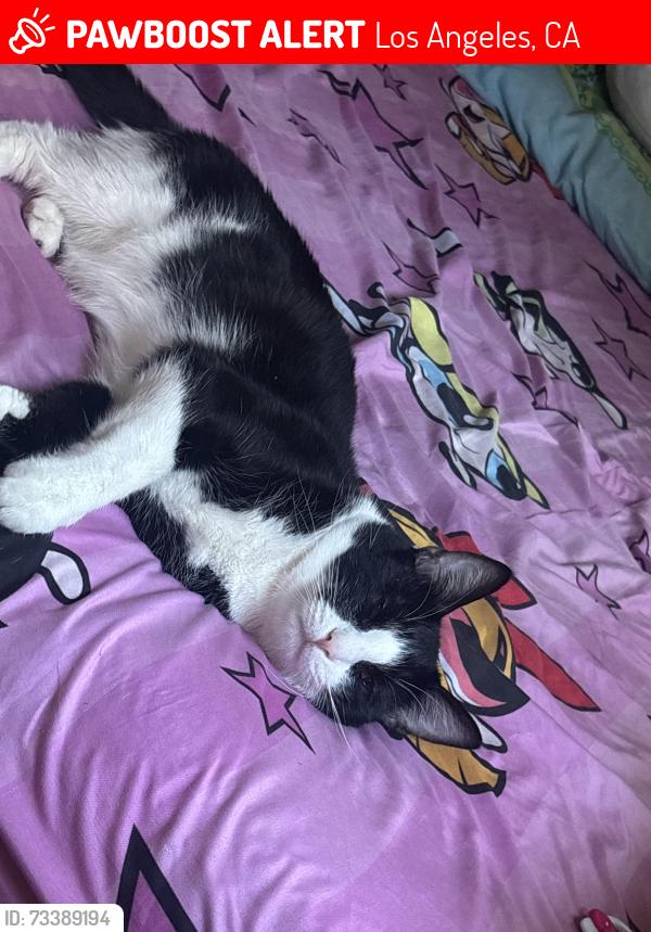 Lost Male Cat last seen Near tularosa dr, Los Angeles, CA 90026