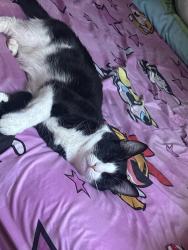 Lost Male Cat last seen Near tularosa dr, Los Angeles, CA 90026