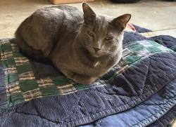 Reunited Unknown Cat last seen 43rd st e, Fife, WA 98424