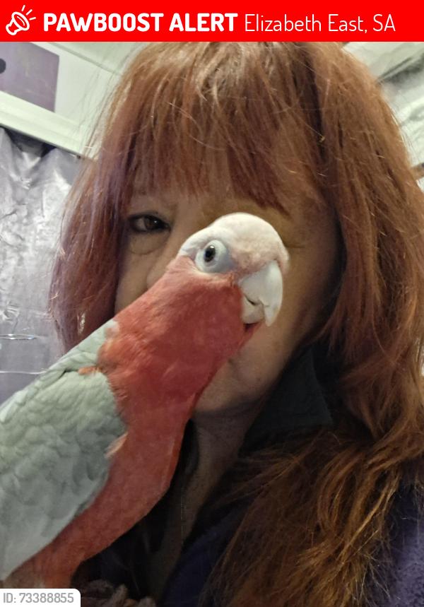 Lost Female Bird last seen Hornet cresant elizabeth east, Elizabeth East, SA 5112