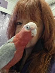Lost Female Bird last seen Hornet cresant elizabeth east, Elizabeth East, SA 5112