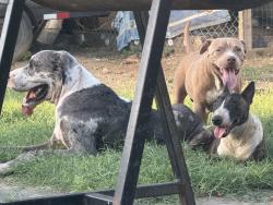 Lost Male Dog last seen Prada machin, Laredo, TX 78040
