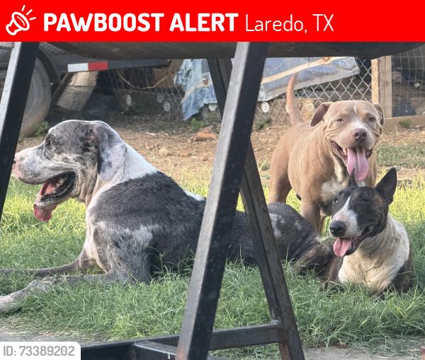 Lost Male Dog last seen Prada machin, Laredo, TX 78040