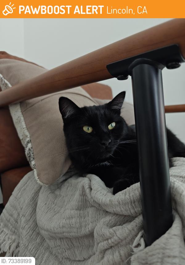 Found/Stray Unknown Cat last seen Brown, Lincoln, CA 95648