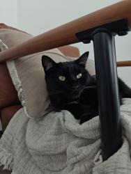 Found/Stray Unknown Cat last seen Brown, Lincoln, CA 95648