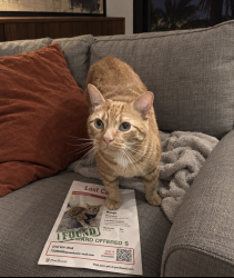 Reunited Male Cat last seen Lucerne Ave & N Palmway, Lake Worth Beach, FL 33460