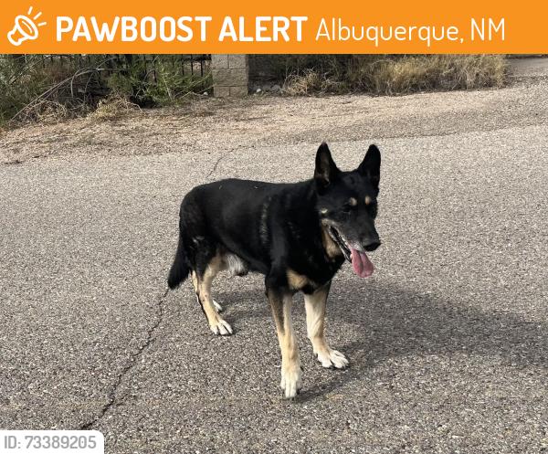Found/Stray Male Dog last seen Browning and Coronado, Albuquerque, NM 87122