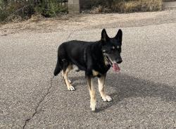Found/Stray Male Dog last seen Browning and Coronado, Albuquerque, NM 87122
