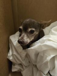 Reunited Female Dog last seen Stewart Ave & Pecos, Las Vegas, NV 89101