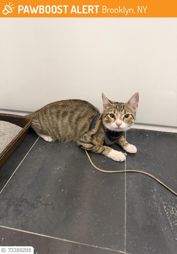 Found/Stray Female Cat last seen Near Food Bazaar, Brooklyn, NY 11206