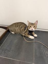 Found/Stray Female Cat last seen Near Food Bazaar, Brooklyn, NY 11206