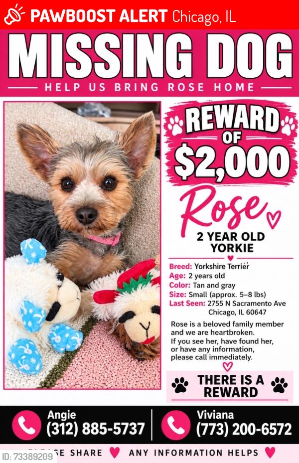 Lost Female Dog last seen Sacramento and diverseyt, Chicago, IL 60647