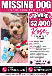 Lost Female Dog last seen Sacramento and diverseyt, Chicago, IL 60647