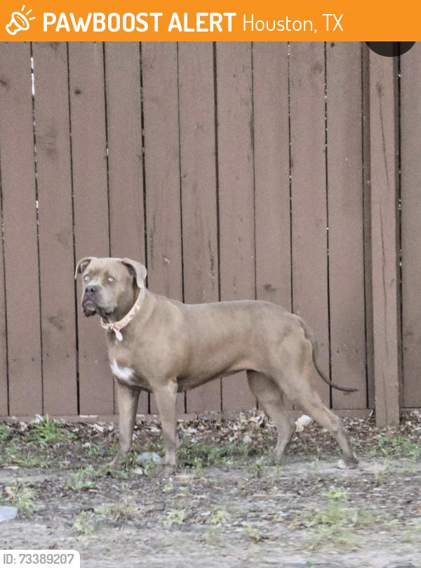 Found/Stray Unknown Dog last seen Near Eldridge and West Little York, Houston, TX 77041