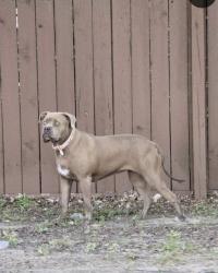 Found/Stray Unknown Dog last seen Near Eldridge and West Little York, Houston, TX 77041