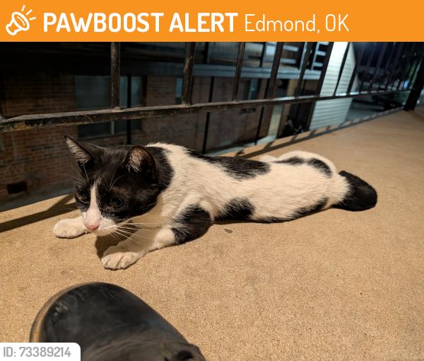 Found/Stray Unknown Cat last seen 7/11, Edmond, OK 73034