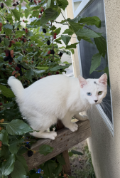 Lost Female Cat last seen Obama blvd, Los Angeles, CA 90018