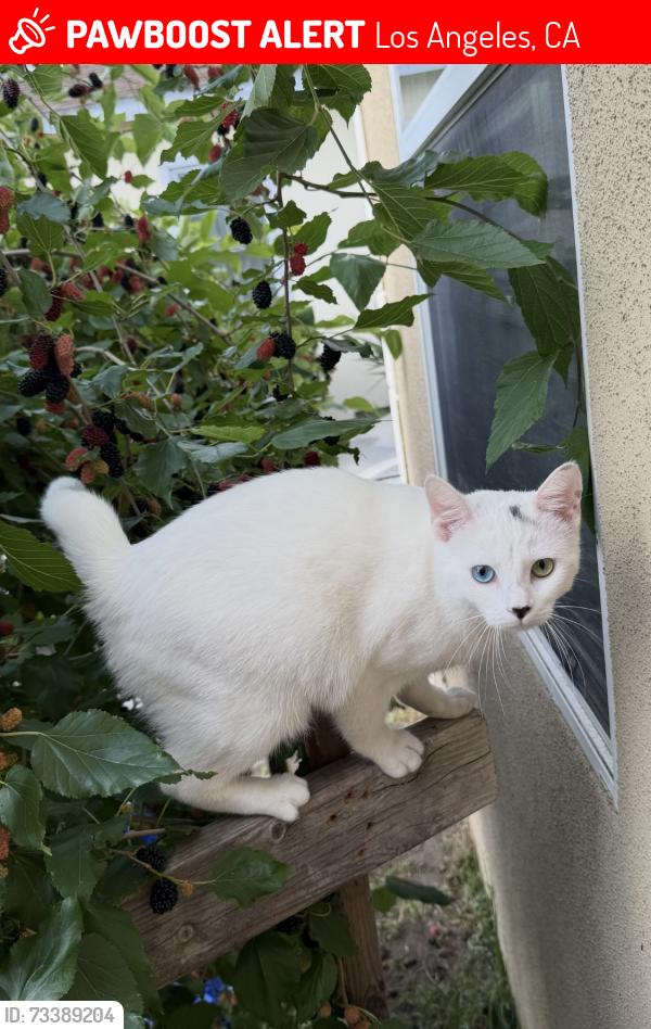 Lost Female Cat last seen Obama blvd, Los Angeles, CA 90018