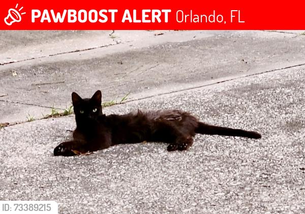 Lost Male Cat last seen Greenfield Avenue Forest Park in back of subdivision, Orlando, FL 32808